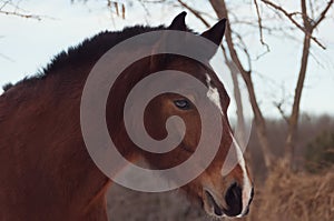 Horse head, close-up