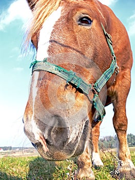 Horse head close-up