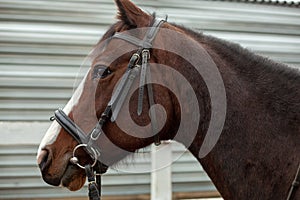 Horse head close-up on a background of a fence