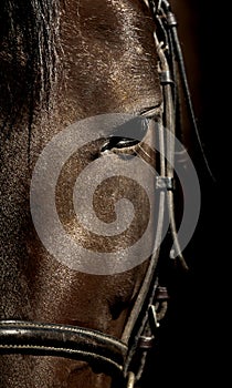 Horse head close-up with an emphasis on the eye.