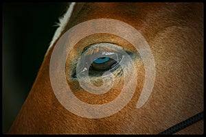 Horse Head Close up Equus ferus caballus