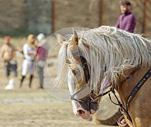 Horse head close up. Harnessed thoroughbred stallion. Breeding stallion. Concept equestrian competitions and games. Closeup