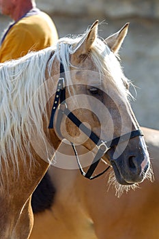 Horse head close up. Harnessed thoroughbred stallion. Breeding stallion. Concept equestrian competitions and games. Closeup