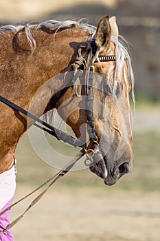 Horse head close up. Harnessed thoroughbred stallion. Breeding stallion. Concept equestrian competitions and games. Closeup