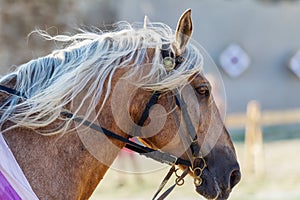 Horse head close up. Harnessed thoroughbred stallion. Breeding stallion. Concept equestrian competitions and games. Closeup