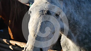 Horse head close-up. A head shot of a beautiful bay horse