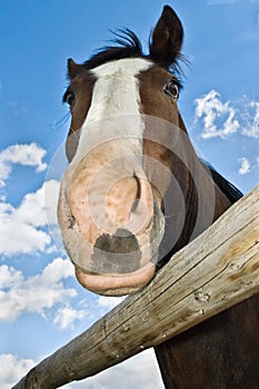 Horse head close up unique perspective