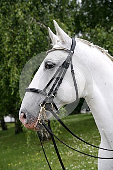 Horse head closeup on green natural background