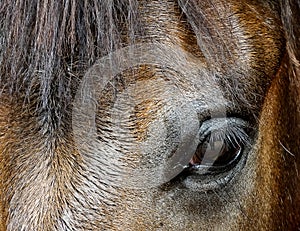Horse head closeup portrait shot