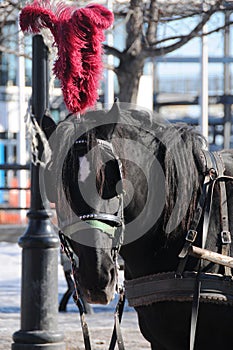 Horse head and coupling close up