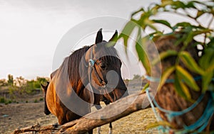 Horse head in the daytime in the farm.