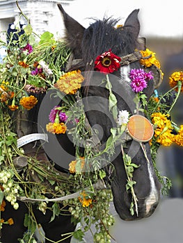 Horse head decorated with flowers for festival