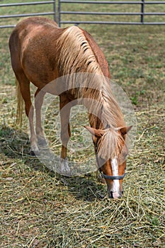 Horse Head Down Eating in Corral