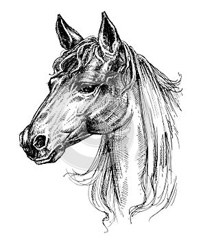 Horse head drawing