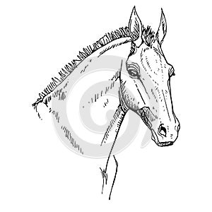 Horse head drawing