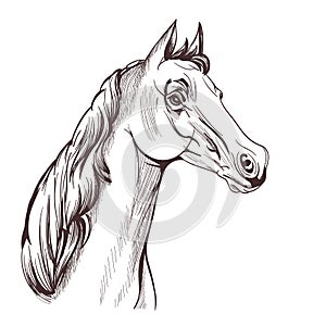 Horse head drawing