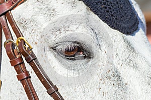 Horse Head Eye Closeup