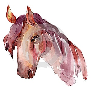 Horse head farm animal isolated. Watercolor background illustration set. Isolated horse illustration element.