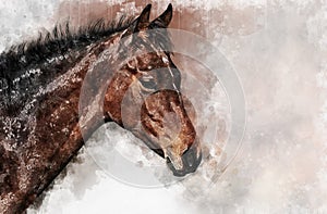 Horse head, farm animal isolated. Watercolor background illustration set. Isolated horse illustration element