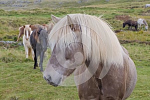 Horse head in a field photo