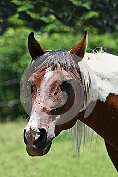 Horse head and flies