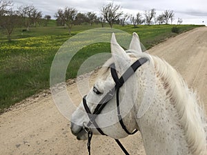 Horse head with green spring grass, orchard and dirt road