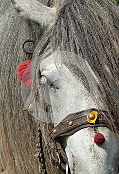 Horse head grey
