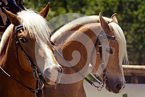 A horse head of haflinger orange brown with white mane and brown halter looking right portrait