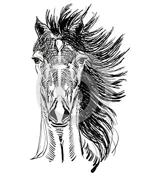 Horse head hand drawn illustration,art design