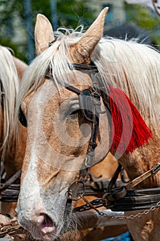 Horse head in harness