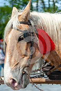 Horse head in harness