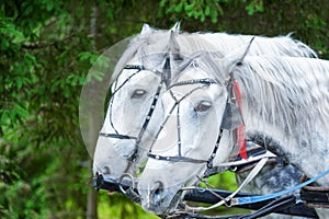 Horse head in harness