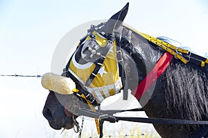 Horse head with harness decorated