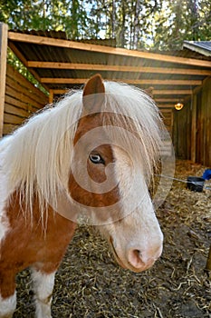 Horse head of a little pony outside a stable