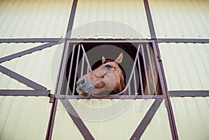 Horse head look out from stall
