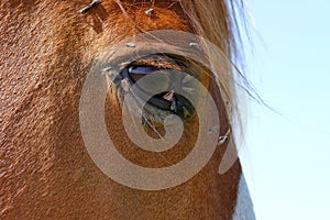Horse head with a lot of flies around the eye