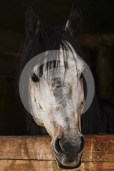 Horse head with a mane of black spots and looks out from a wooden stall