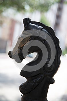 Horse head model city New Orleans USA photo