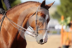 Un cavallo Testa mattina luce del sole 