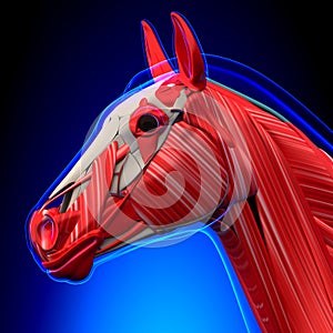Horse Head Muscles - Horse Equus Anatomy - on blue background