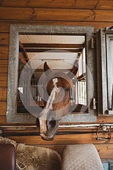 horse head out of the stable, Comporta Portugal