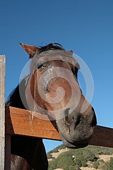 Horse head over the fence on blue sky background