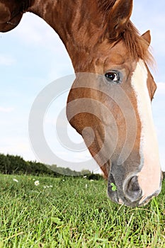 Horse head perspective