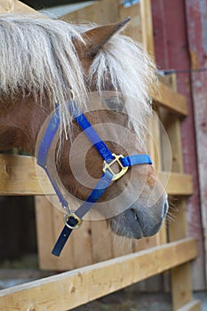Horse head poney animal mammal country ranch closeup photo
