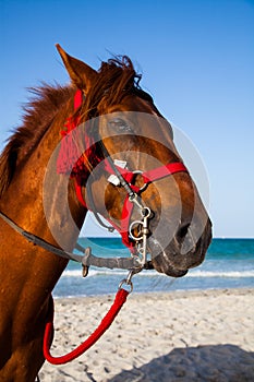 Horse head portrait