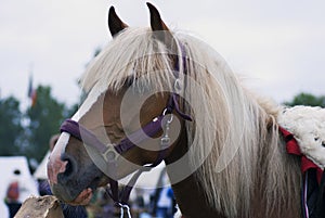 Horse head portrait. The animal has long white hair.