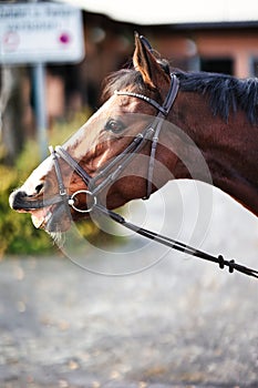 Horse head portraits with bridle.