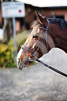 Horse head portraits with bridle.