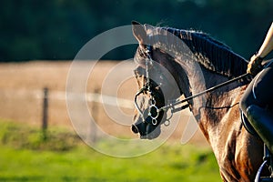 Horse head portraits with bridle and rider photographed from the side in the sunset.