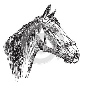 Horse head in profil with bridle vector hand drawing illustration